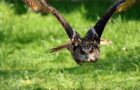 Der Uhu – Ein anpassungsfähiger Jäger