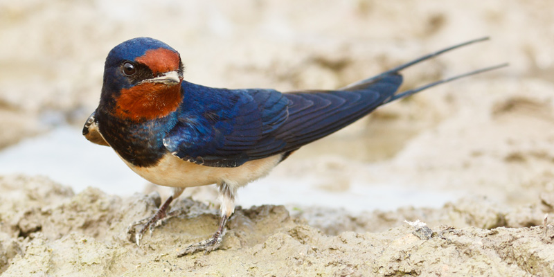 heimische Vogelarten Rauchschwalbe