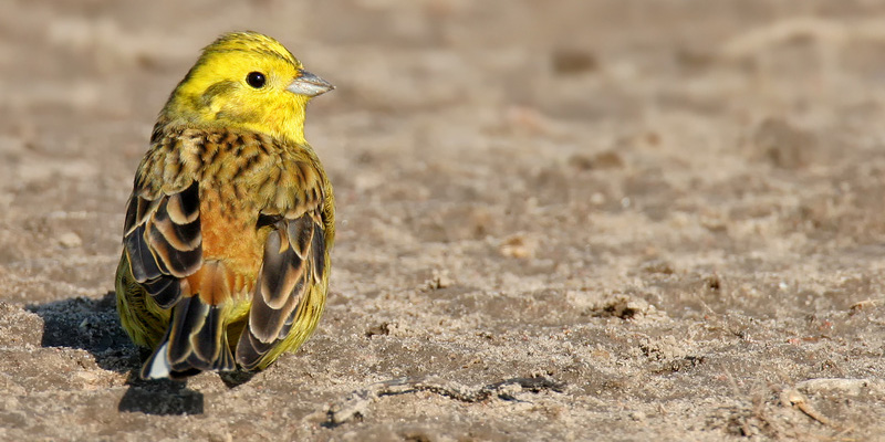 Die Goldammer – Ein leuchtend gelber Vogel