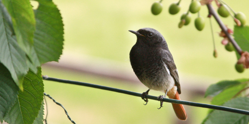 Der Hausrotschwanz –  Ein lebhafter Vogel