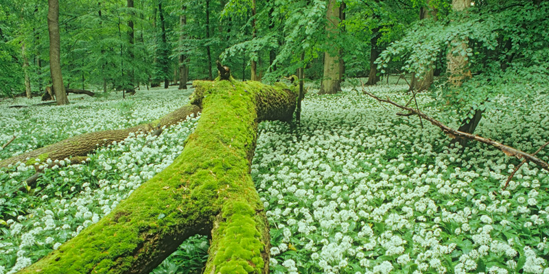 Natur- und Vogelbeobachtung in Deutschland - Nationalpark Hainich