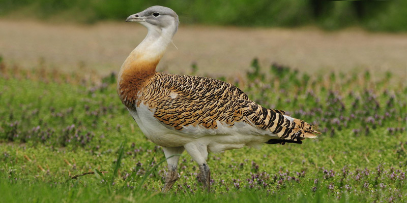 Naturfilm: Deutschlands wilde Vögel