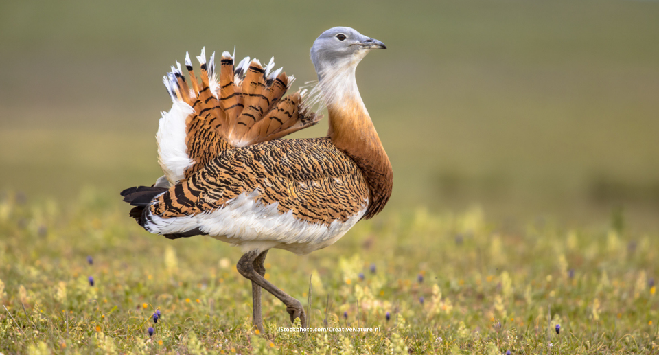Das Foto zeigt eine Großtrappe zu Fuß im Grasland.