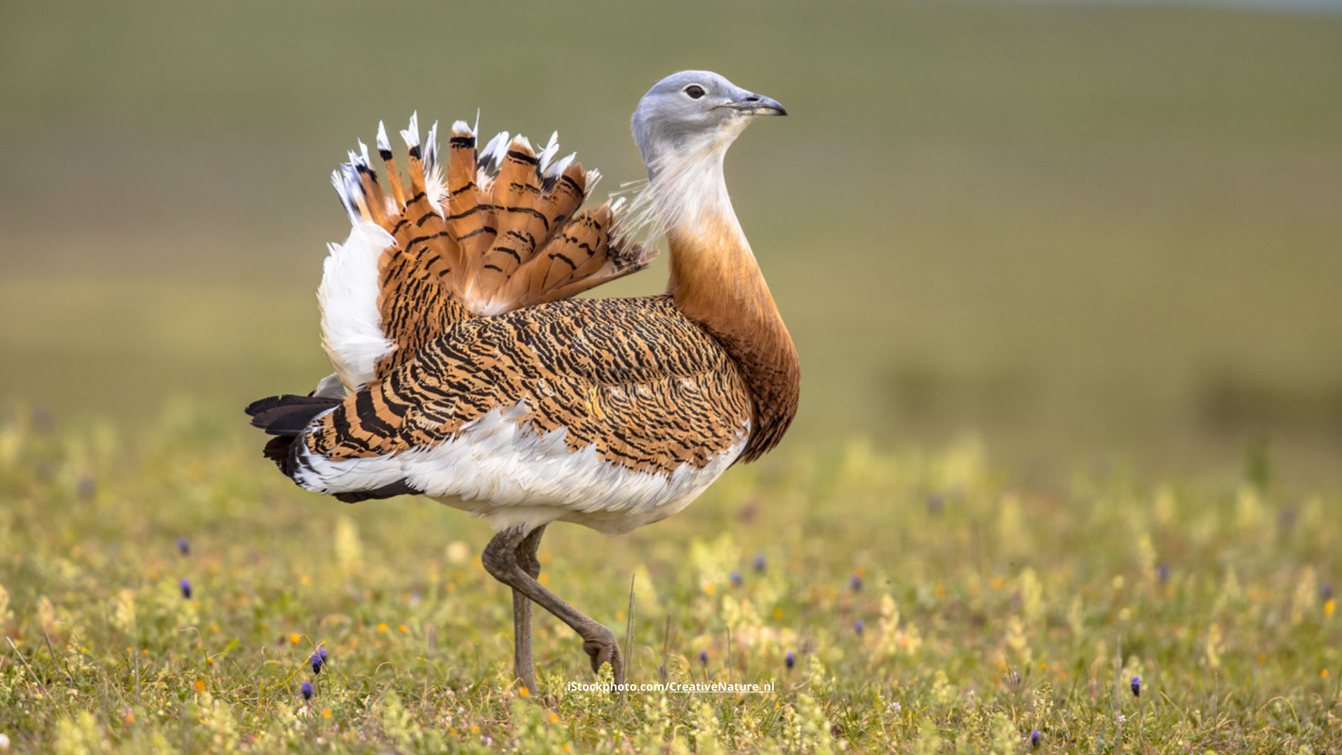 Großtrappe: großer Vogel, kleiner Bestand