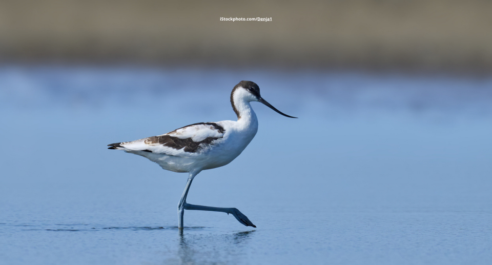 Das Foto zeigt einen Säbelschnäbler im Wat laufend.