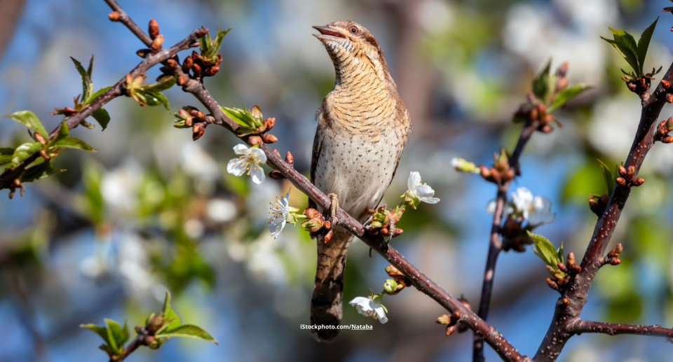 Wendehals: Specht mit politischem Hintergrund