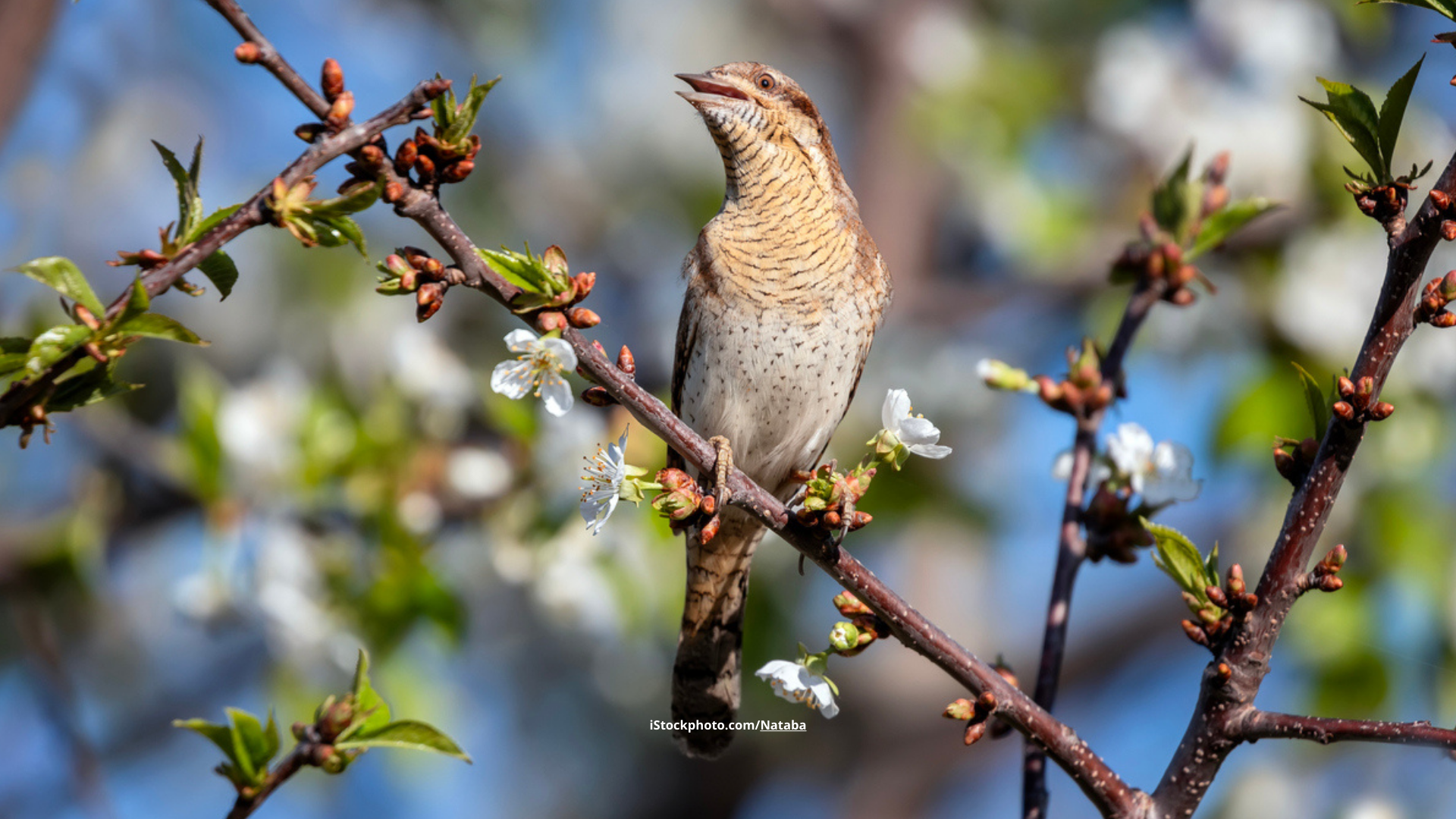 Wendehals: Specht mit politischem Hintergrund