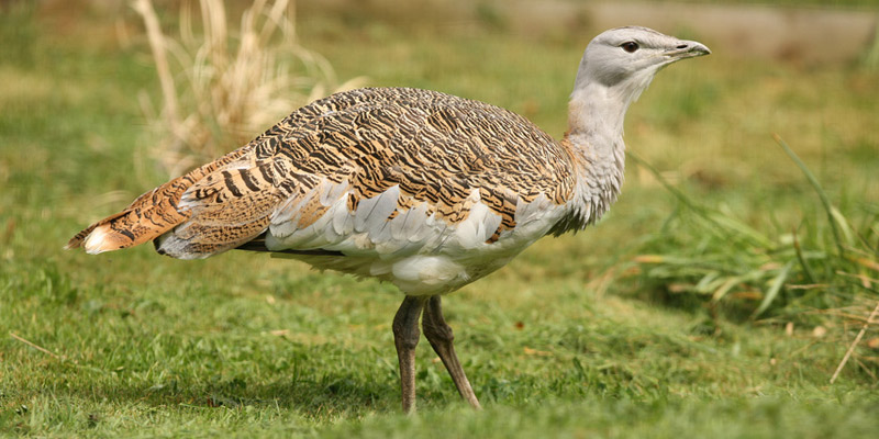 Großtrappe – großer Vogel, kleiner Bestand