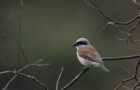 Neuntöter – kleiner Vogel mit makabrem Namen