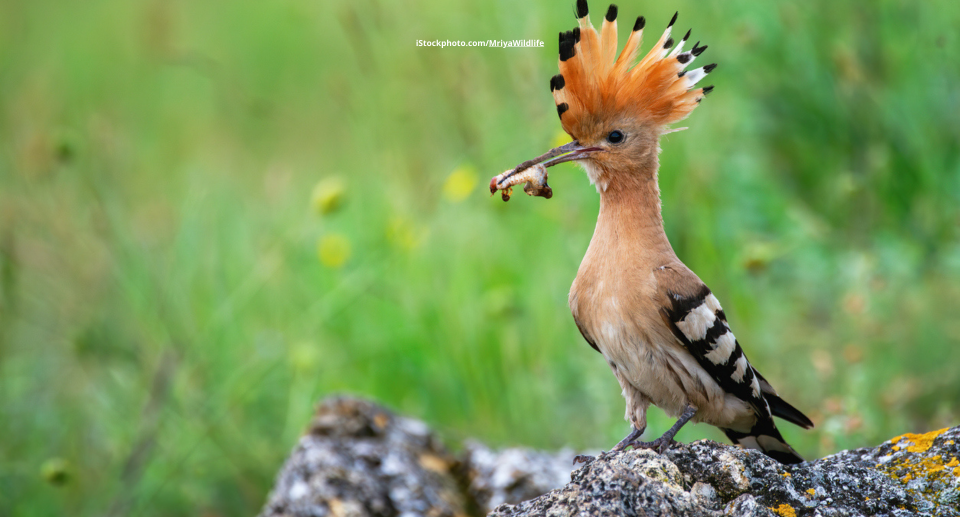 Wiedehopf: wärmeliebender Prachtvogel