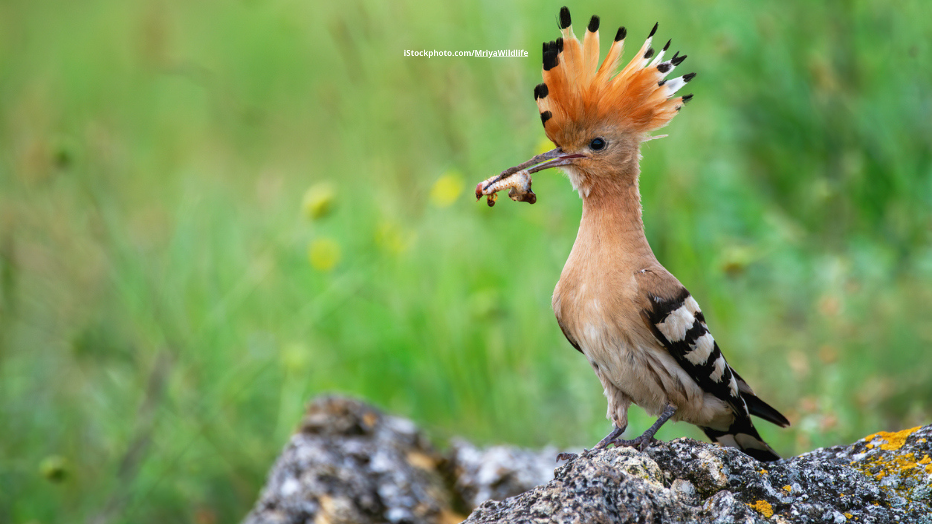 Wiedehopf: wärmeliebender Prachtvogel