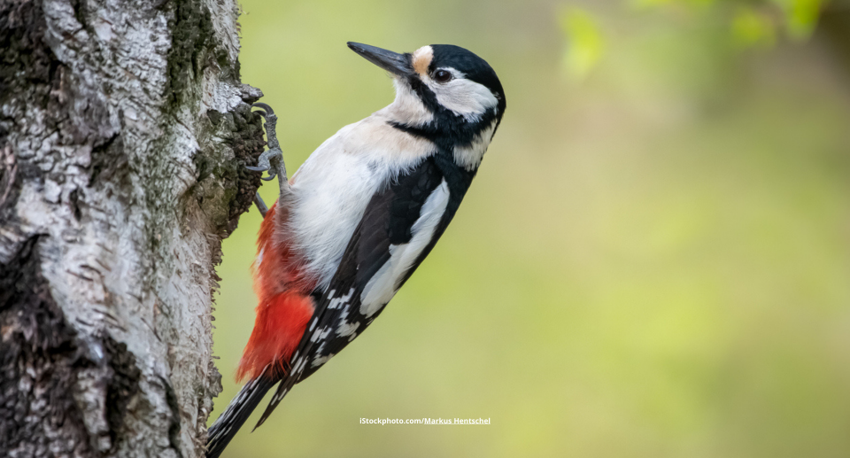 Das Foto zeigt einen Buntspecht auf einem Baumstamm sitzend.