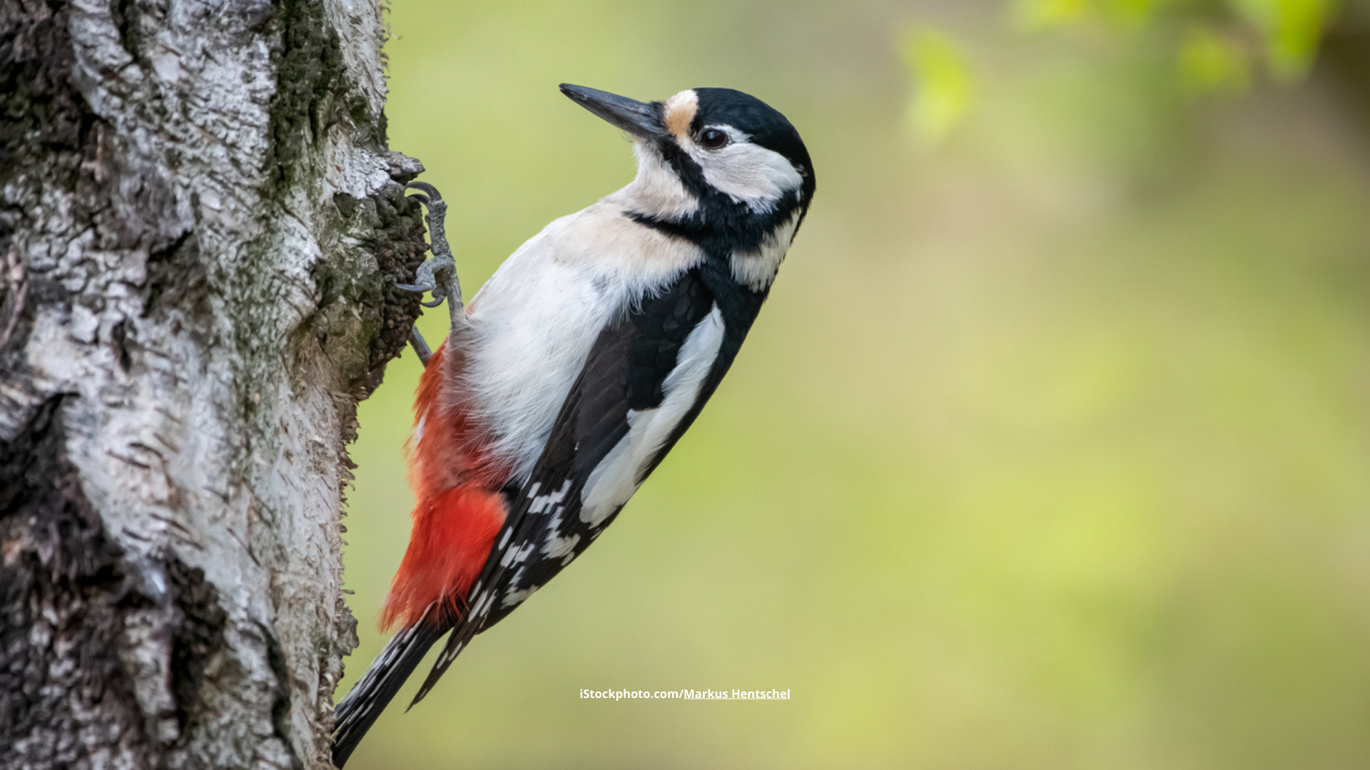 Buntspecht: beliebter Waldbewohner