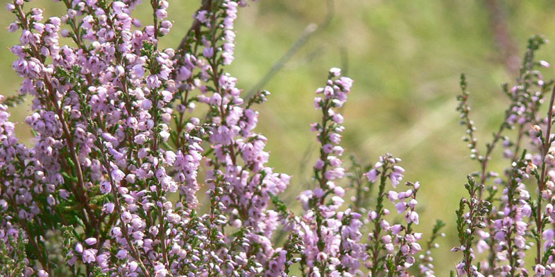 Naturschutzgebiet und Naturpark Lüneburger Heide