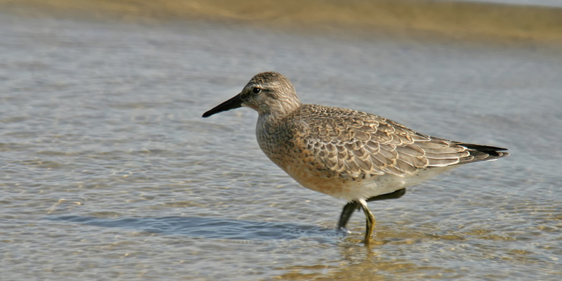 Knutt Zugvogel Mit Rast Im Wattenmeer