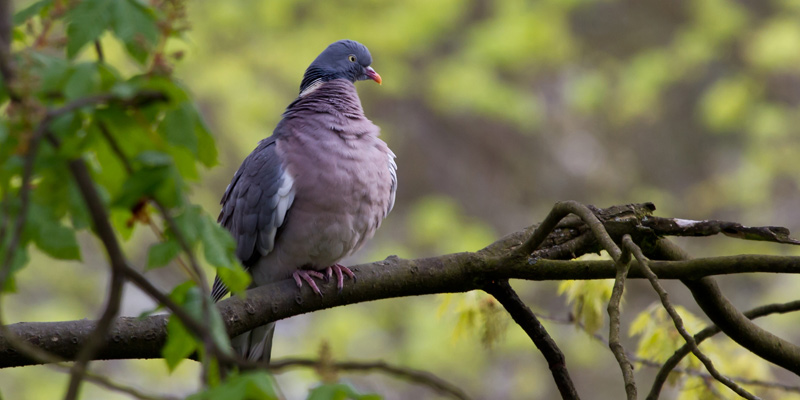 Vogelarten in Deutschland: Ringeltaube