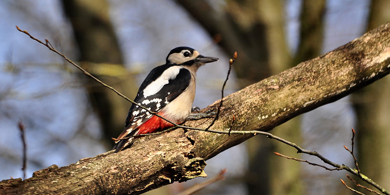 Vogelarten, Spechte in Deutschland: Buntspecht