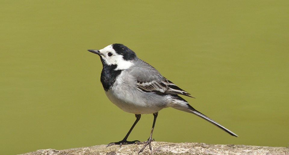 Die Bachstelze – Ein Vogel mit charakteristischem Gang