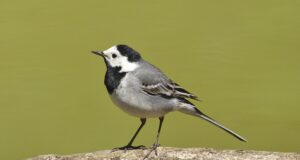 Die Bachstelze – Ein Vogel mit charakteristischem Gang