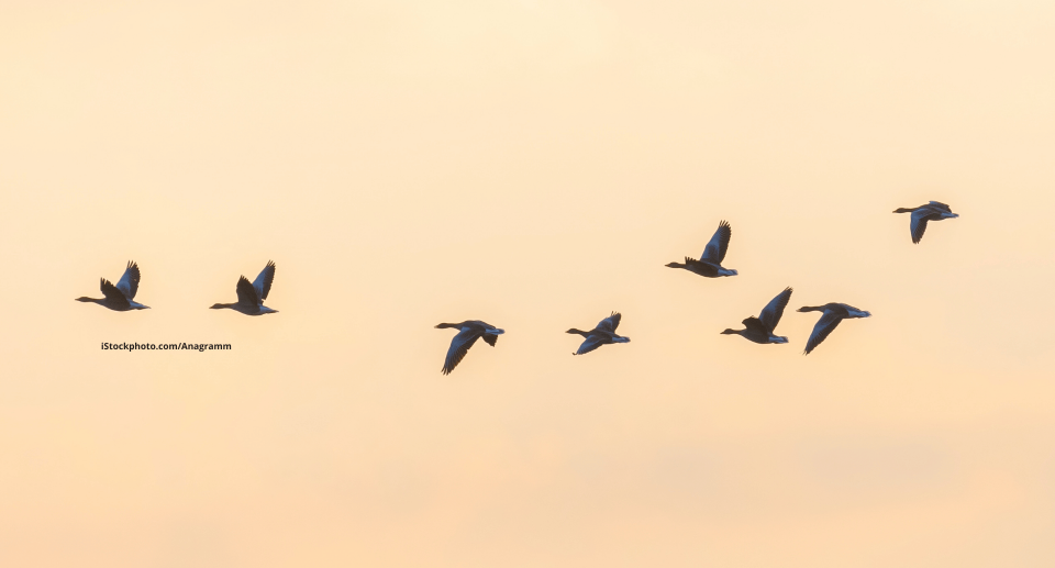 Ein Vogelschwarm am Himmel.