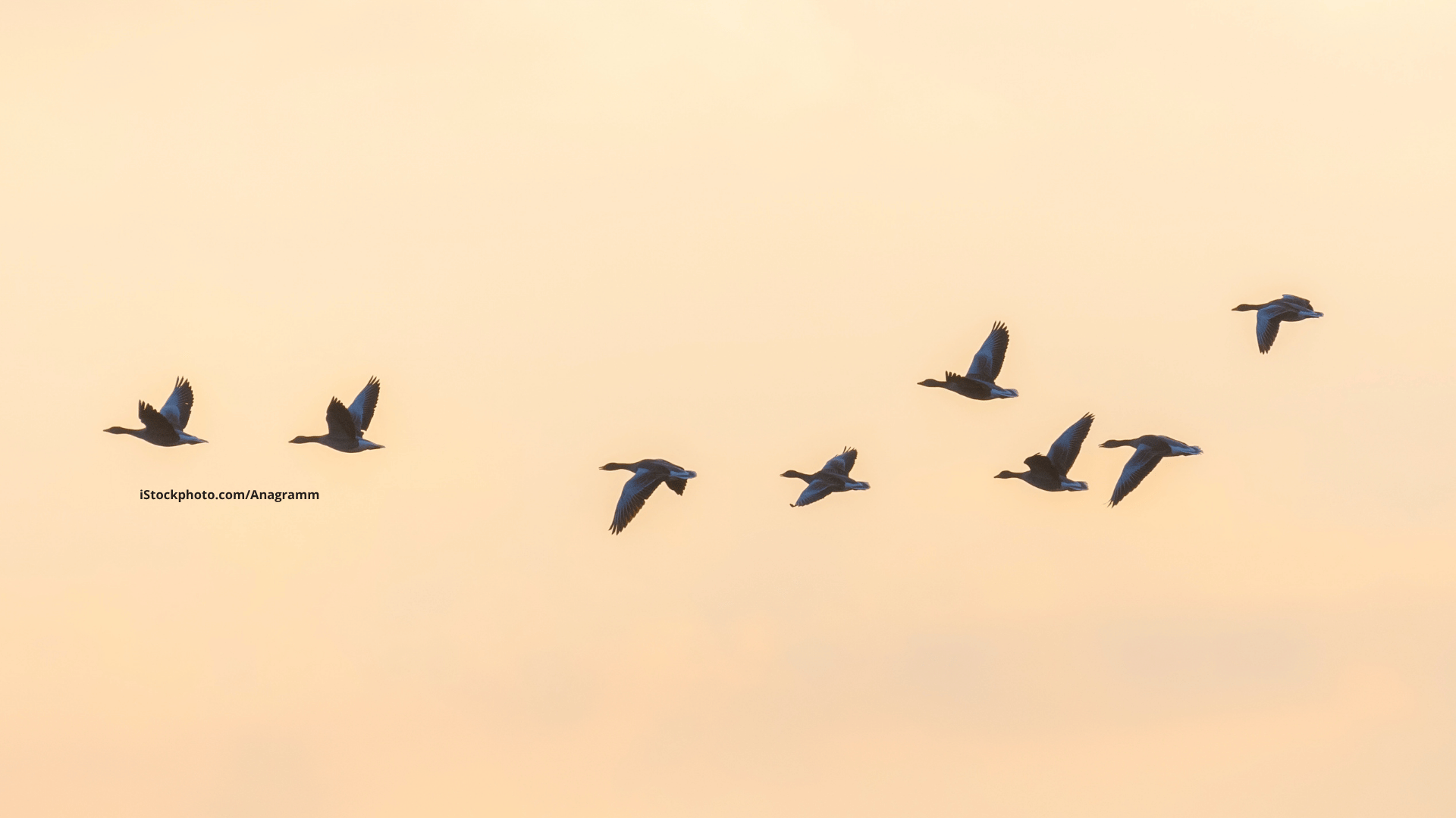 Die Zeit der Zugvögel