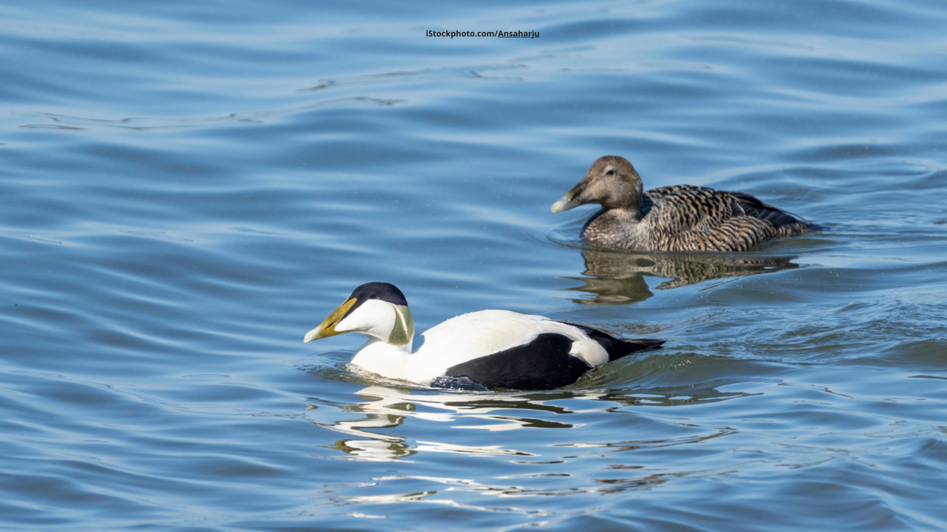 Eiderente – mehr als nur Daunenfedern