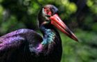 Schwarzstorch – Ein scheuer Tänzer