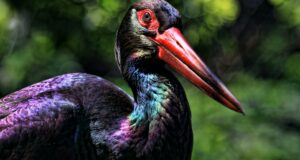 Schwarzstorch – Ein scheuer Tänzer