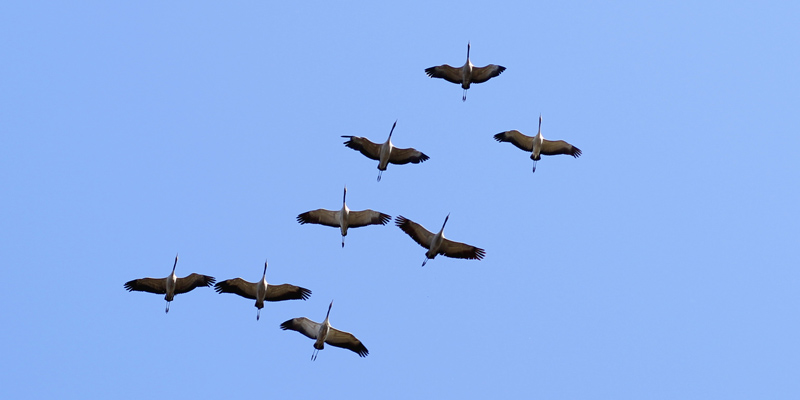 Die Zeit der Zugvögel