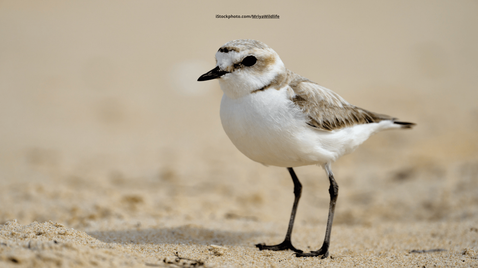 Seeregenpfeifer – der Strandliebhaber