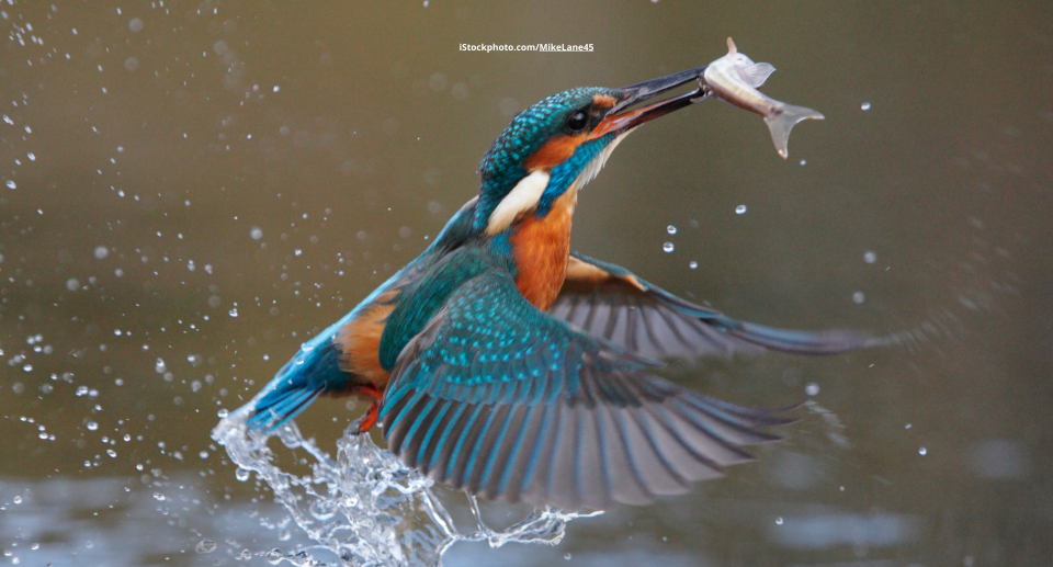 Eisvogel: schillernder Einzelgänger