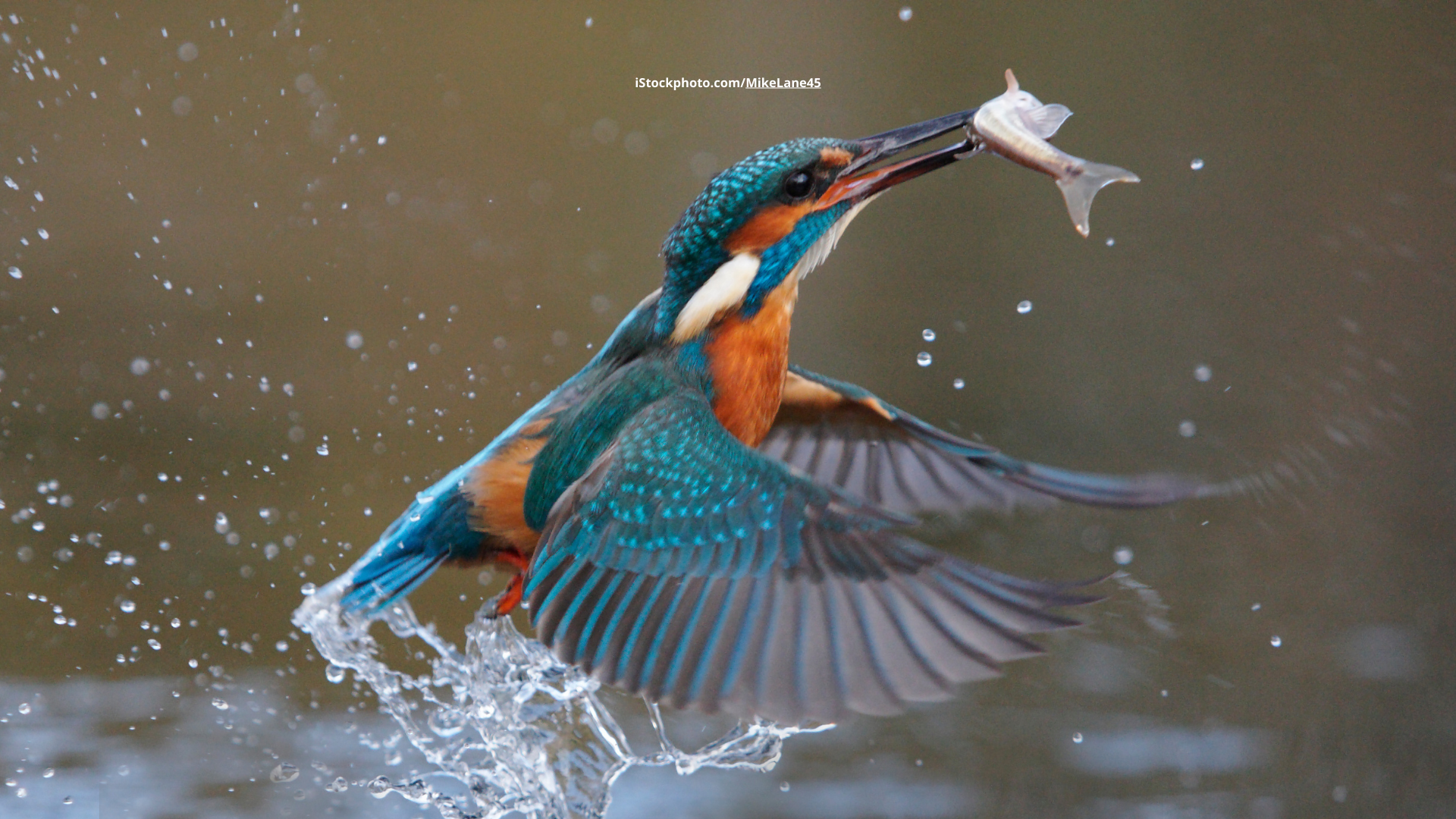 Eisvogel: schillernder Einzelgänger