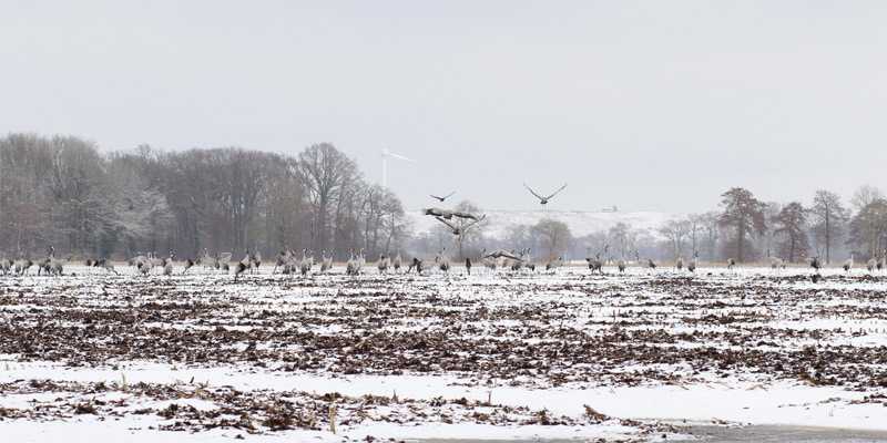 Das kalte Frühjahr und seine Folgen – Brutausfälle bei den Zugvögeln