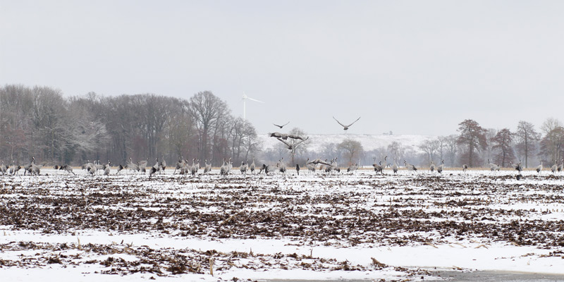 Brutausfälle bei Zugvögeln