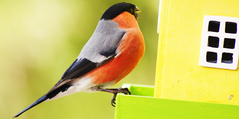 Kleiner Vogel Mit Rotem Bauch Leicht Verwechselbar Klein Und Braun