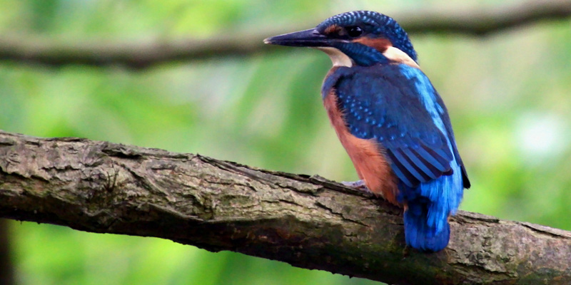 Eisvogel – schillernder Einzelgänger