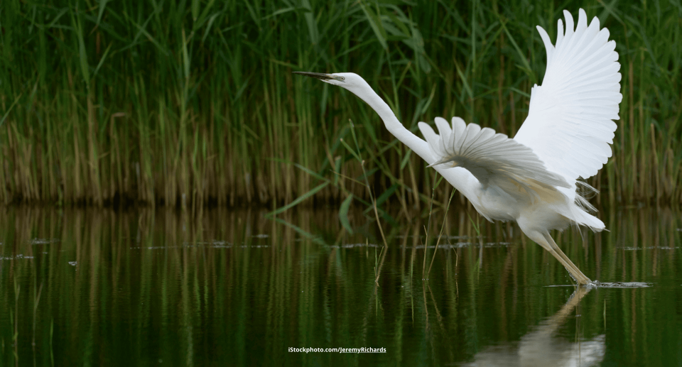 Silberreiher – weiß und anmutig