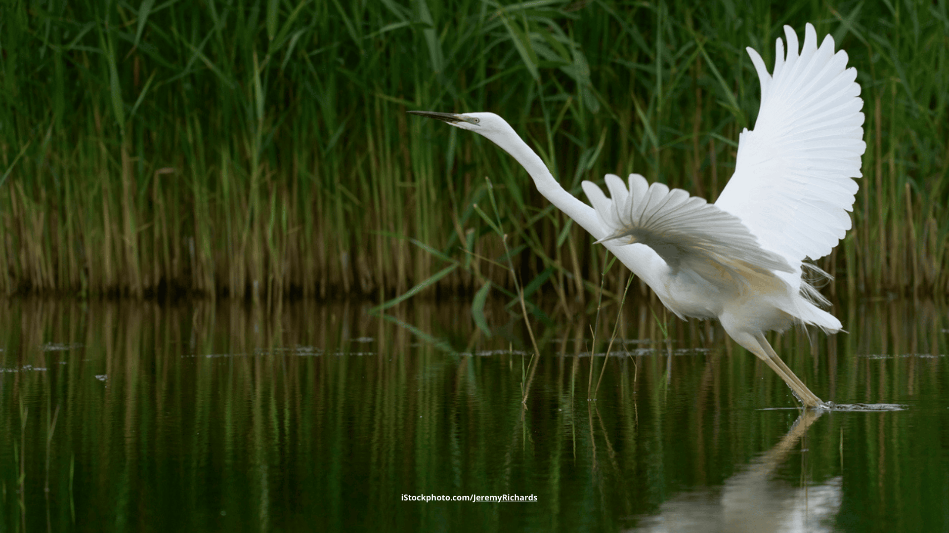 Silberreiher – weiß und anmutig