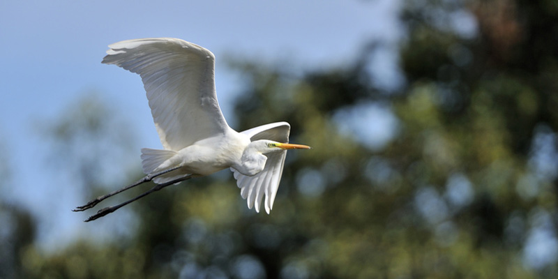 Silberreiher im Flug