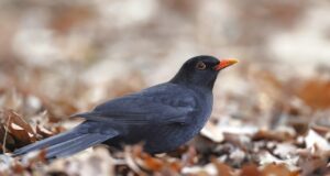 Die Amsel – Beliebte Sängerin