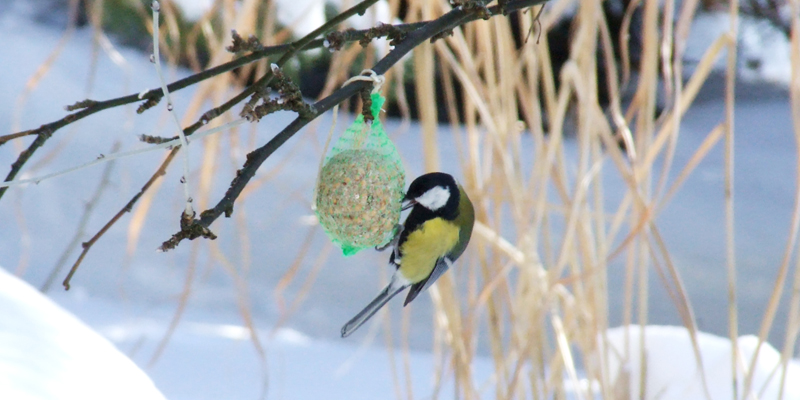 Perfekte Anpassung Wie Kommen Vogel Durch Den Winter