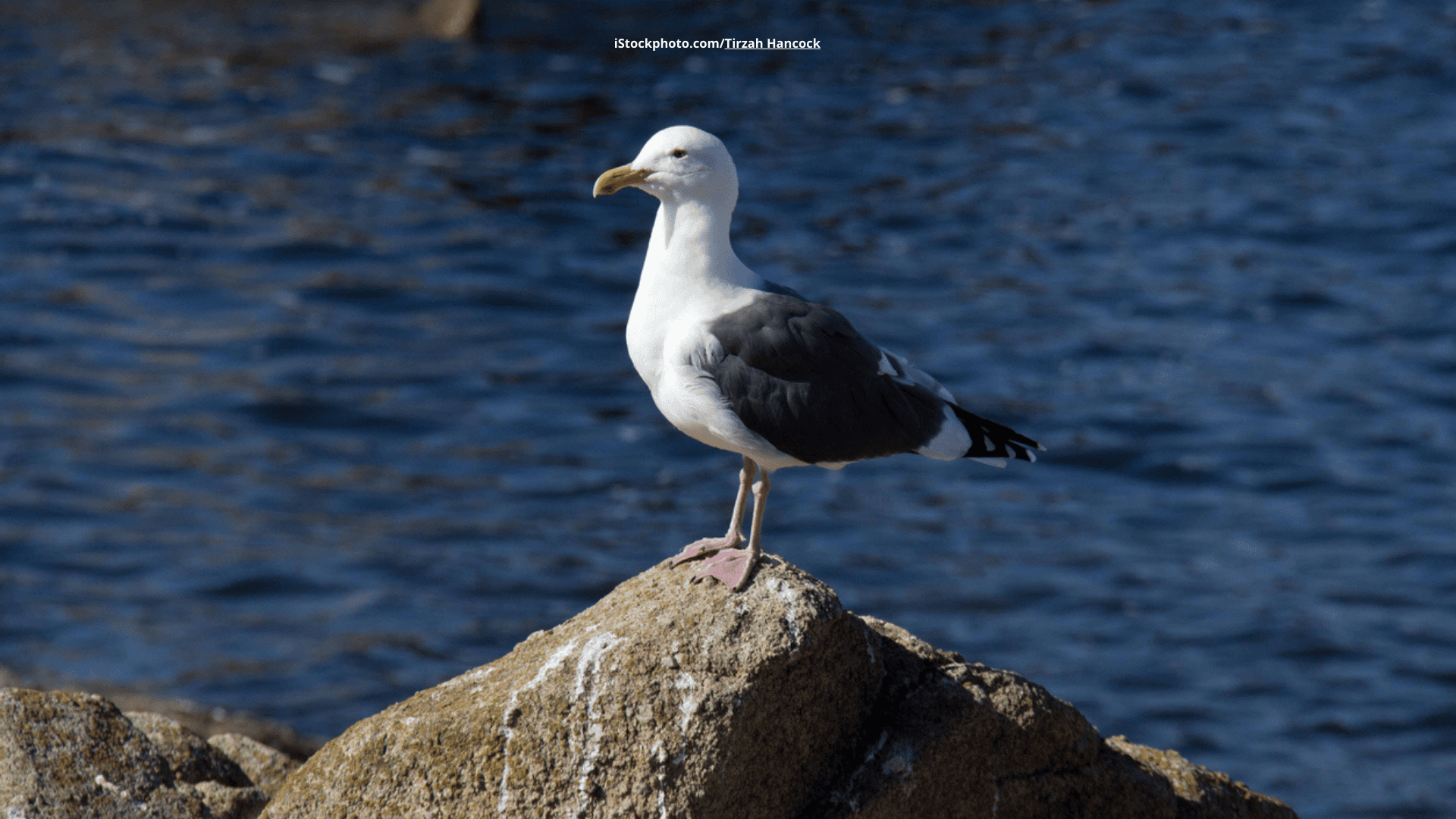 Eismöwe – Gast aus der Arktis