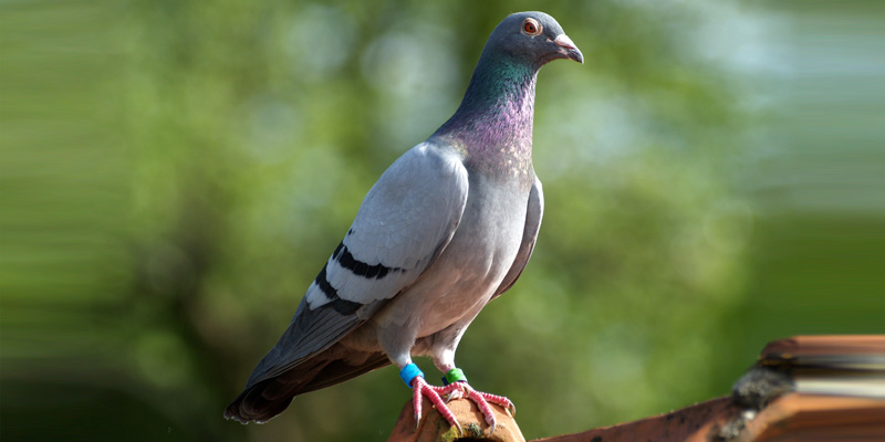 Brieftauben Geflugelte Boten Vogel Natur