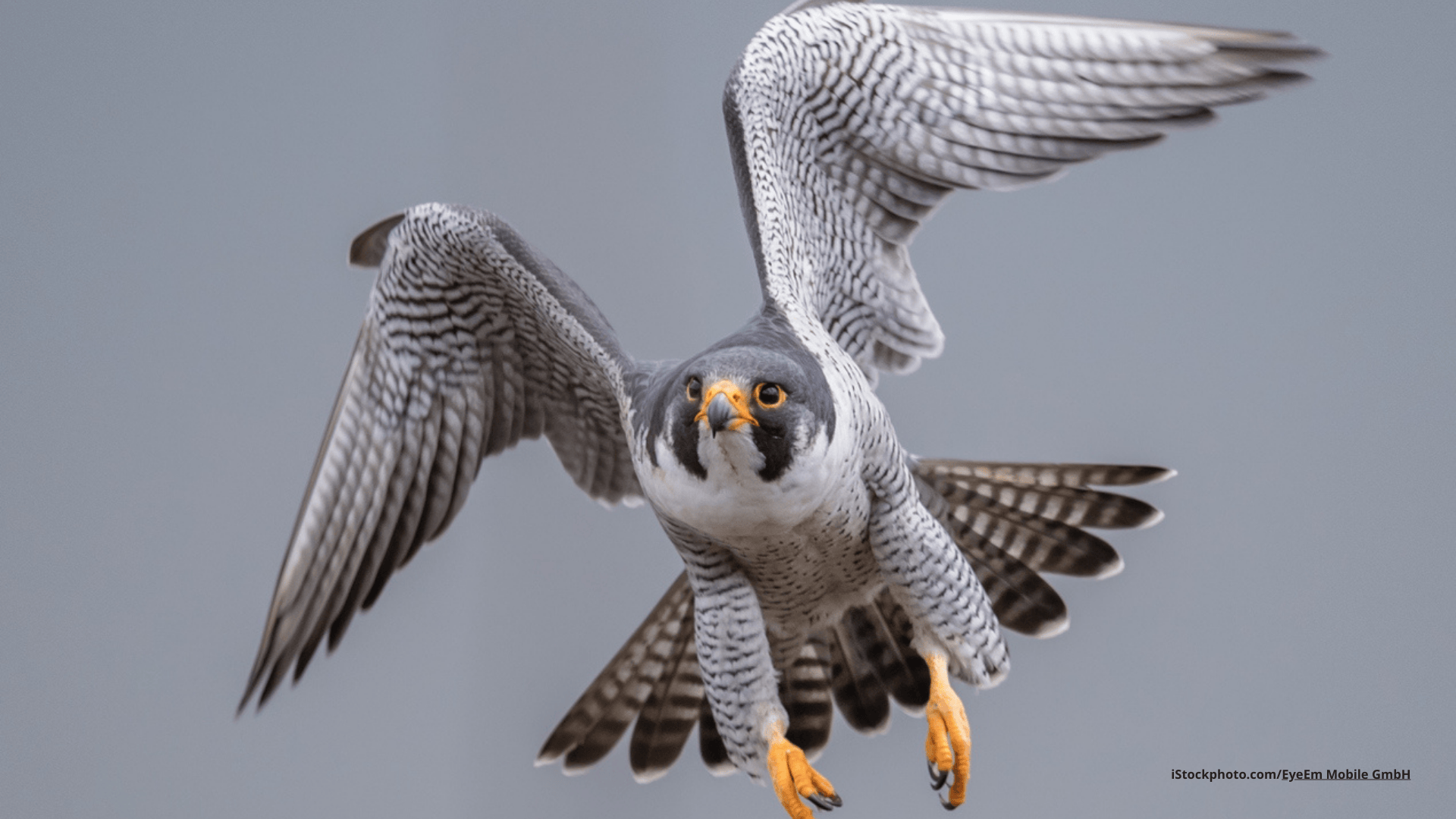 Falken auf Kollisionskurs – Krähenjagd aus der Vogelperspektive