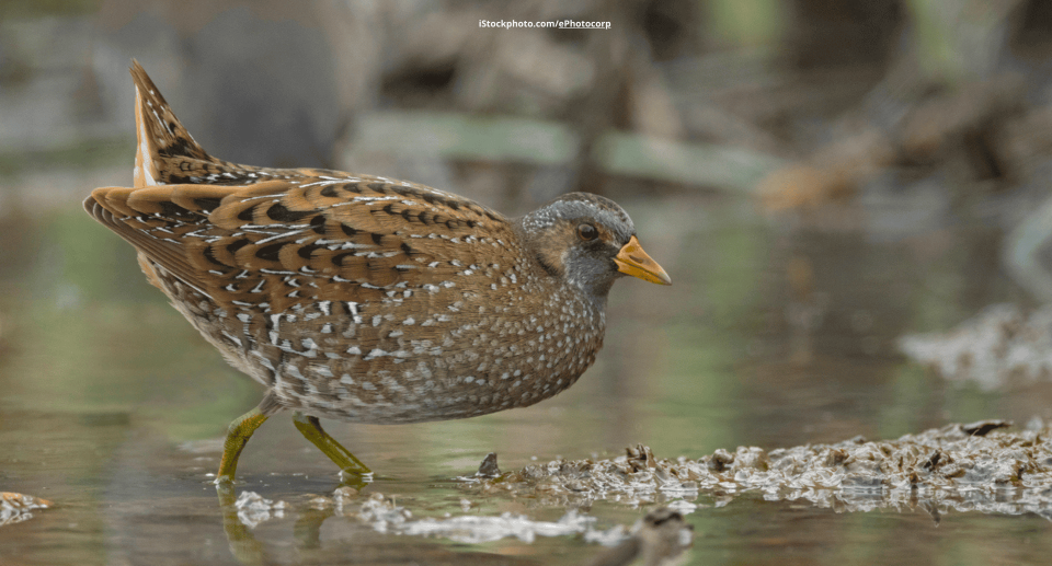 Tüpfelsumpfhuhn – Süß aber selten
