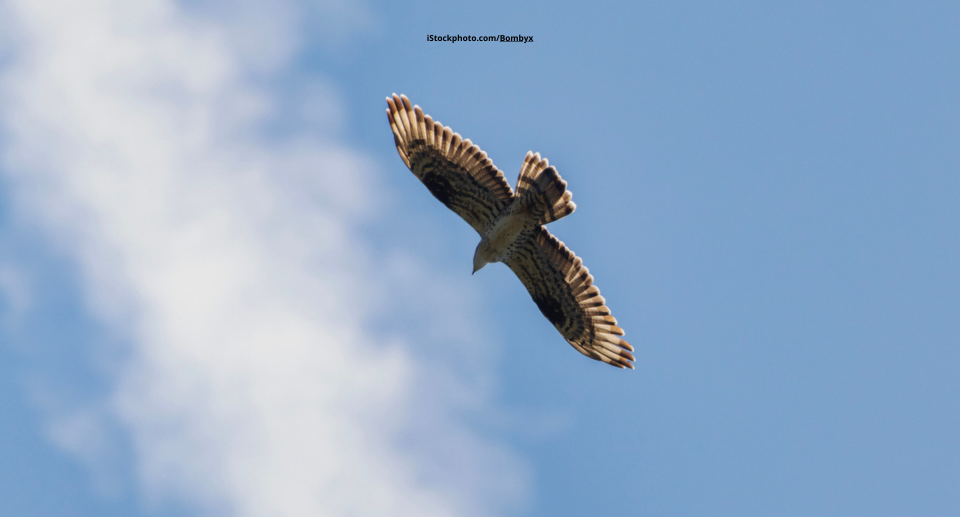 Das Foto zeigt einen Wespenbussard, in der Luft fliegend.