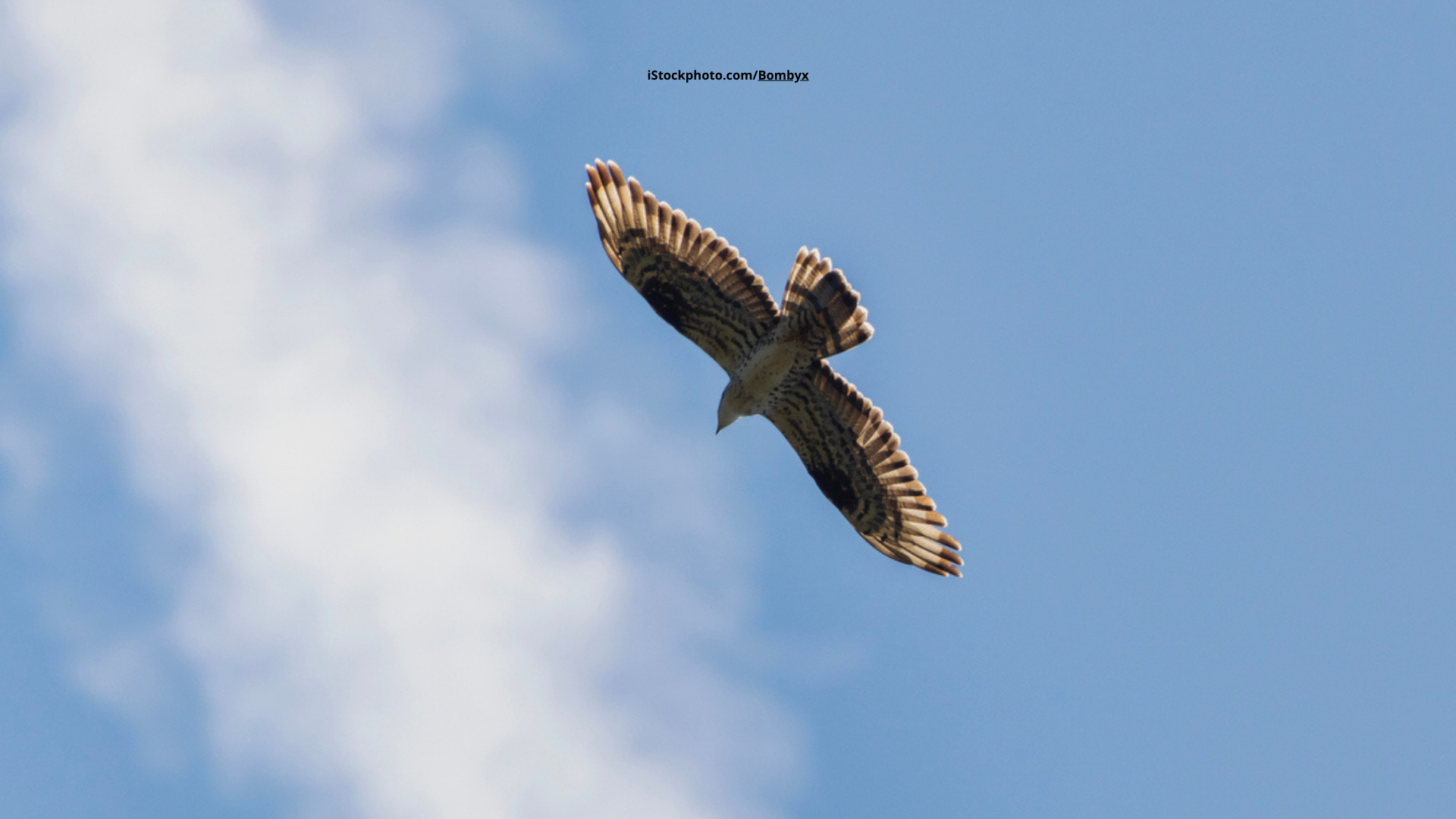 Wespenbussard: Der heimliche Greifvogel