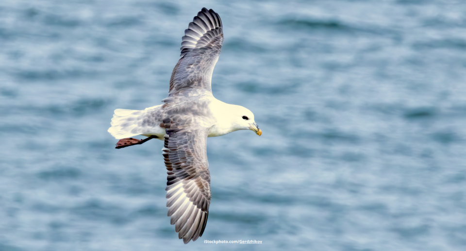 Eissturmvogel: Vulgärer Hitzkopf