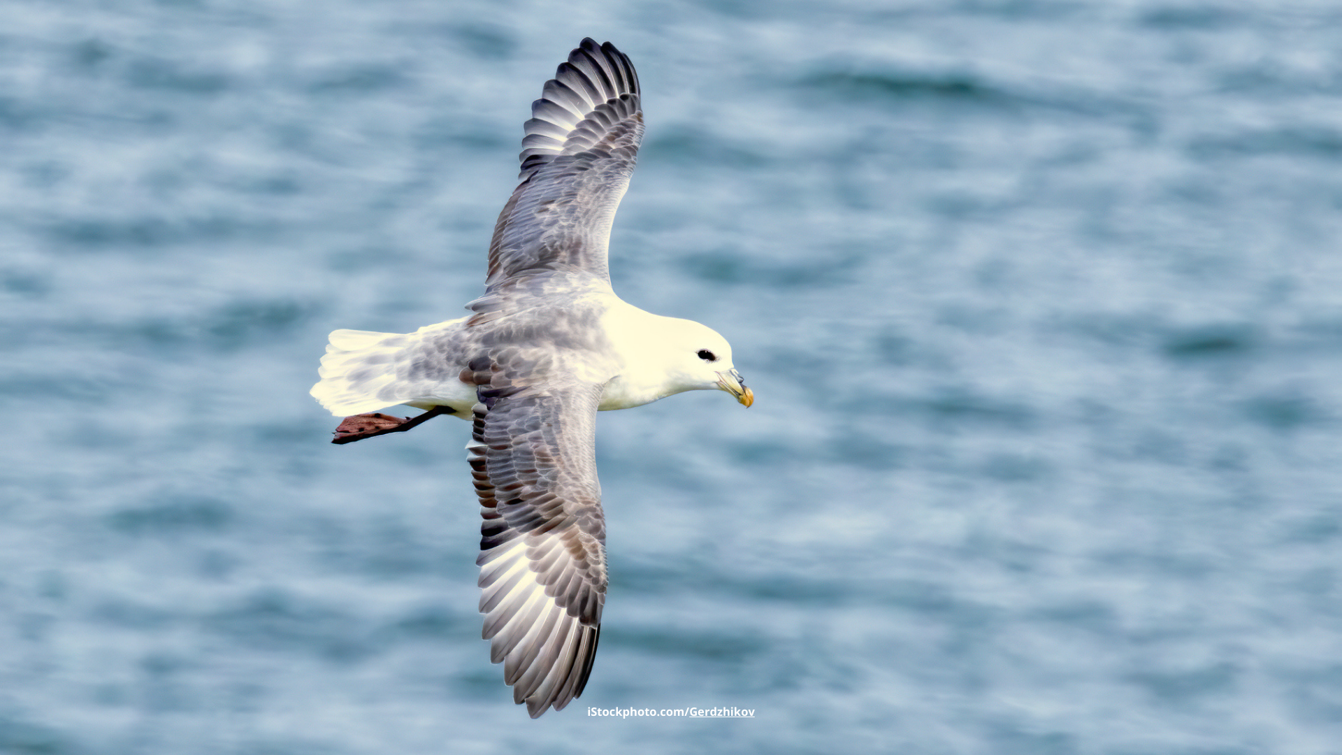 Eissturmvogel: Vulgärer Hitzkopf