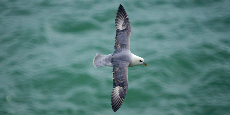 Eissturmvogel – Vulgärer Hitzkopf